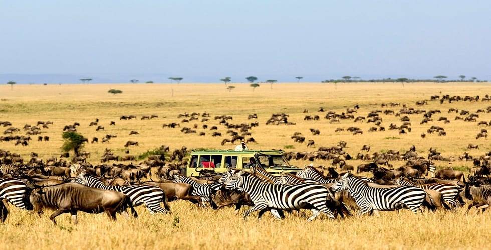 A group of wildebeest crossing the Serengeti plains